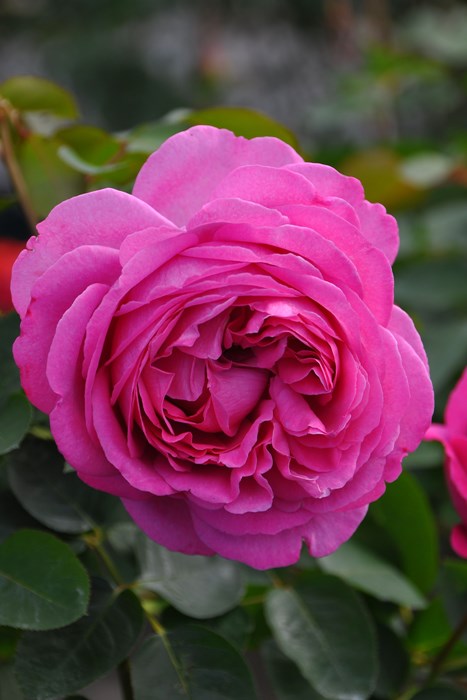 �Х��ġ����ġۤĤ륤�֥ԥ������ڤĤ륤�֥ԥ��å����� ���� 6��ȭ�����ʡη����ʼ�ϡ�IR-IRO3��