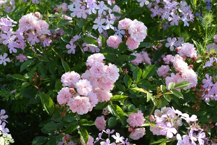 �Х��ġ����ġۤ���ڤ��Ȥ� ���� 6��ȭ�����ʡ����ӿ建�� �ʼ���Ͽ�д���ϡ�Kb-RM��