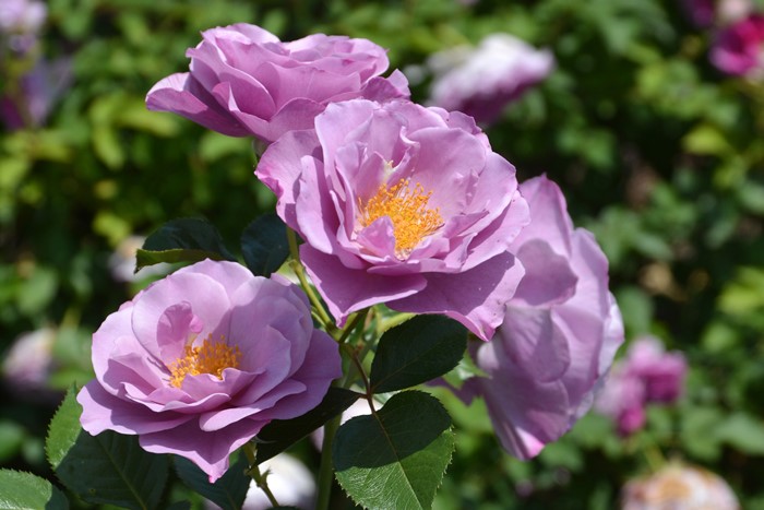 ġۥХ 餵Τڻξ  6ȭʡӿ建 ʼϿдϡJ-RP2024ʼ