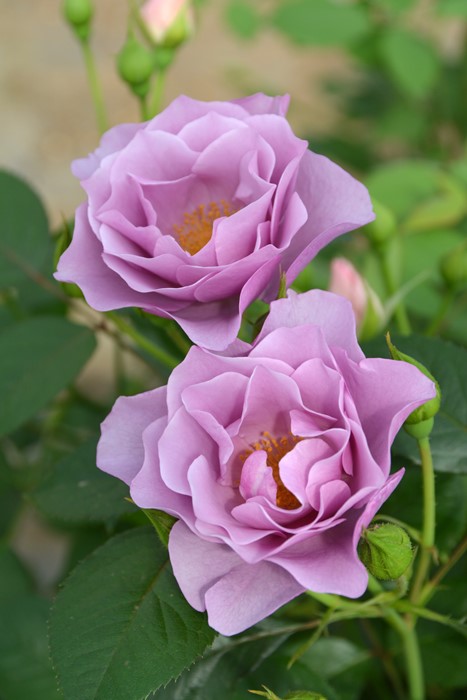 ġۥХ 餵Τڻξ  6ȭʡӿ建 ʼϿдϡJ-RP2024ʼ