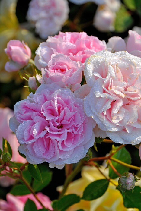 ġۥХ ˡ  6ȭʡJ-FL20