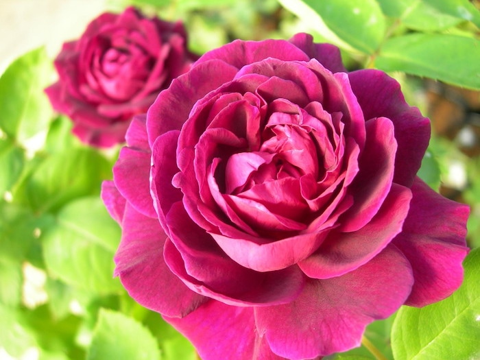 ġۥХ 塼ɥ󥵡  6ȭʡJ-OB20