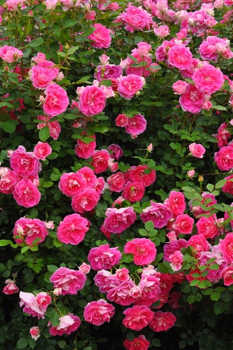 ġۥХ ե꡼  6ȭʡJ-FL20