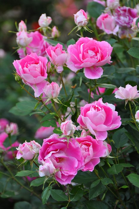 ġۥХ ե꡼  6ȭʡJ-FL20