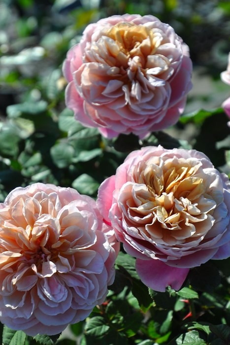 ���ߵ����ġۥХ��� ��ƥ饹 ���� 6��ȭ�����ʡ����ӿ建�� �ʼ���Ͽ�д���ϡ�Han-DOR��