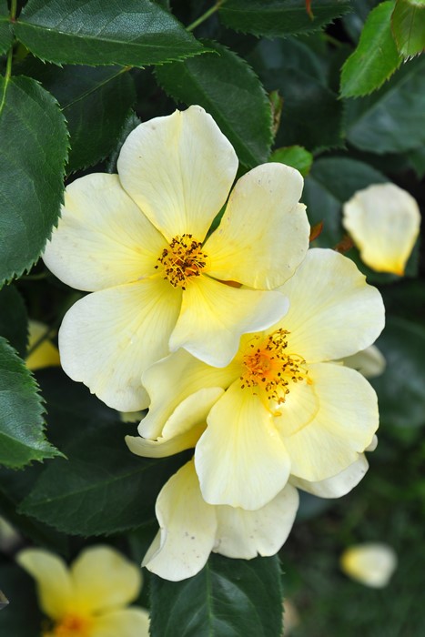 �����ġۥХ��� �ȥå���󥰥Х�������ȥ꡼ ͢���� 7��ȭ�����ʡ����ӿ建�� ��Ͽ�ʼ�ϡ�ER-Y��