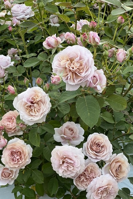 �Х��ġ����ġۥѥ˥� ���� 6��ȭ�����ʡ����ӿ建�� �ʼ���Ͽ�д���ϡ�Kb-RM��