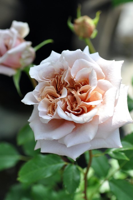 �����ġۥХ��� ��ƥ����� ���� 6��ȭ�����ʡη����ʼ�ϡ�J-RO��