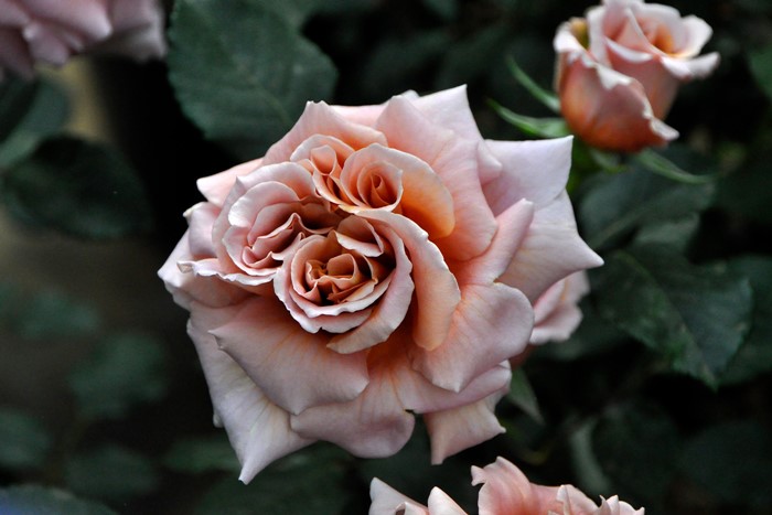 �����ġۥХ��� ��ƥ����� ���� 6��ȭ�����ʡη����ʼ�ϡ�J-RO��