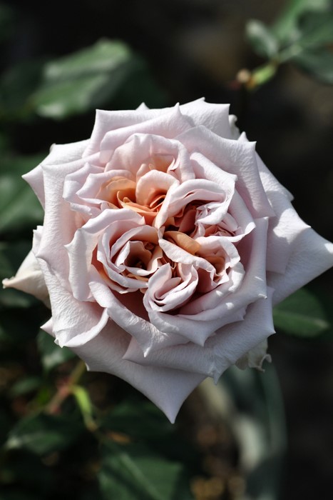 �����ġۥХ��� ��ƥ����� ���� 6��ȭ�����ʡη����ʼ�ϡ�J-RO��