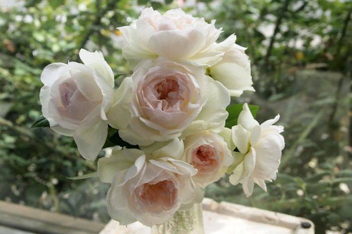 ���ߵ����ġۥХ��� �ܥ�� ���� 6��ȭ�����ʡ����ӿ建�� ��Ͽ�ʼ�ϡ�J-IRM3�ա�1120�����