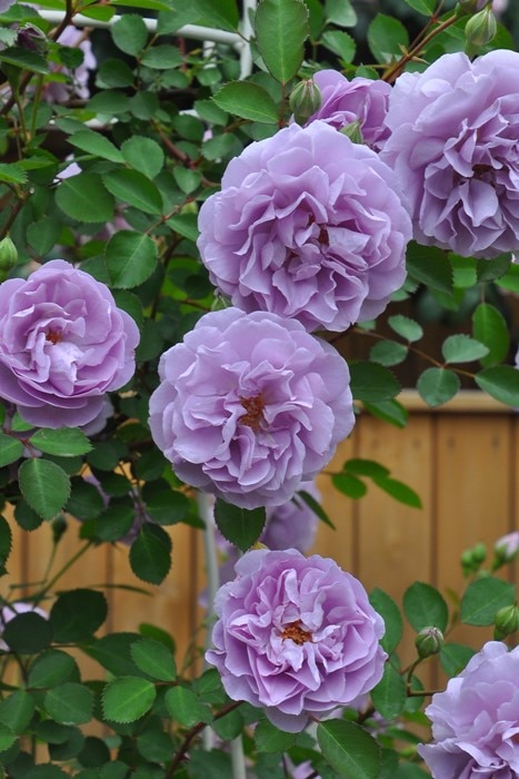 ���ߵ����ġۥХ��� �쥤�ˡ��֥롼 ���� 6��ȭ�����ʡ����ӿ建�� ��Ͽ�ʼ�ϡ�J-IRM3�ա�1120�����