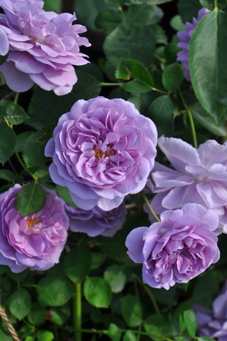 ���ߵ����ġۥХ��� �쥤�ˡ��֥롼 ���� 6��ȭ�����ʡ����ӿ建�� ��Ͽ�ʼ�ϡ�J-IRM3�ա�1120�����