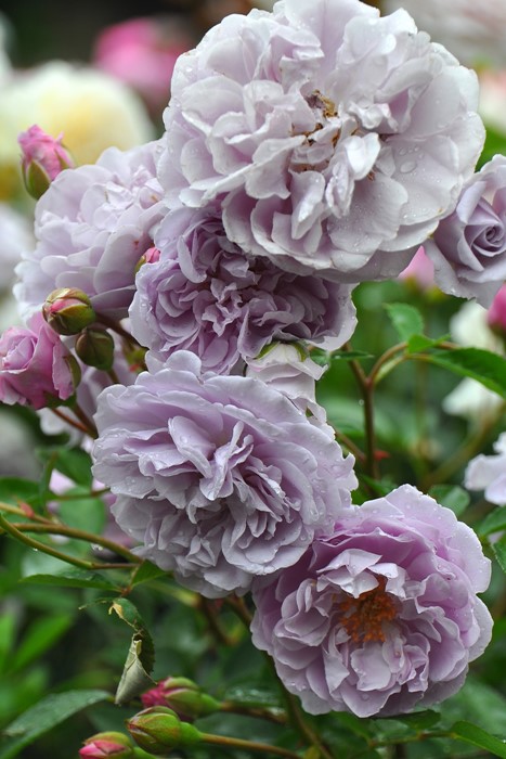 ���ߵ����ġۥХ��� �쥤�ˡ��֥롼 ���� 6��ȭ�����ʡ����ӿ建�� ��Ͽ�ʼ�ϡ�J-IRM3�ա�1120�����