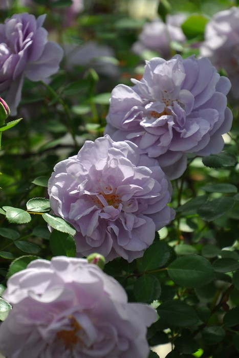 ���ߵ����ġۥХ��� �쥤�ˡ��֥롼 ���� 6��ȭ�����ʡ����ӿ建�� ��Ͽ�ʼ�ϡ�J-IRM3�ա�1120�����