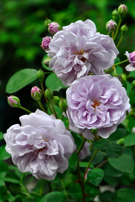 ���ߵ����ġۥХ��� �쥤�ˡ��֥롼 ���� 6��ȭ�����ʡ����ӿ建�� ��Ͽ�ʼ�ϡ�J-IRM3�ա�1120�����