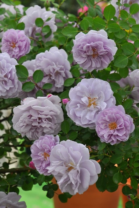 ���ߵ����ġۥХ��� �쥤�ˡ��֥롼 ���� 6��ȭ�����ʡ����ӿ建�� ��Ͽ�ʼ�ϡ�J-IRM3�ա�1120�����