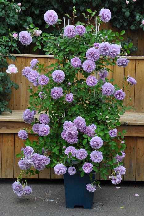 ���ߵ����ġۥХ��� �쥤�ˡ��֥롼 ���� 6��ȭ�����ʡ����ӿ建�� ��Ͽ�ʼ�ϡ�J-IRM3�ա�1120�����