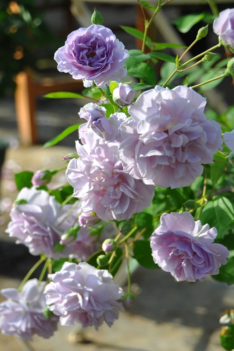 ���ߵ����ġۥХ��� �쥤�ˡ��֥롼 ���� 6��ȭ�����ʡ����ӿ建�� ��Ͽ�ʼ�ϡ�J-IRM3�ա�1120�����