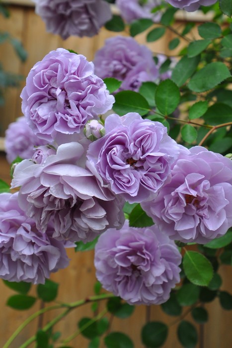 ���ߵ����ġۥХ��� �쥤�ˡ��֥롼 ���� 6��ȭ�����ʡ����ӿ建�� ��Ͽ�ʼ�ϡ�J-IRM3�ա�1120�����