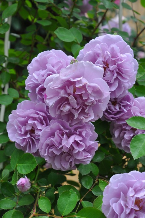 ���ߵ����ġۥХ��� �쥤�ˡ��֥롼 ���� 6��ȭ�����ʡ����ӿ建�� ��Ͽ�ʼ�ϡ�J-IRM3�ա�1120�����