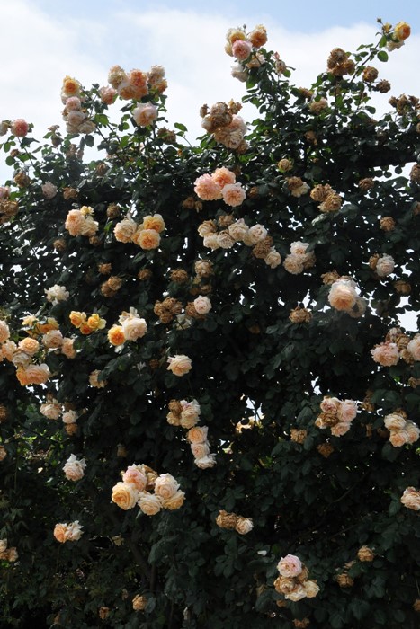 大苗 バラ苗 アプリコットスカイ Cl杏 国産苗 6号鉢植え品 契約品種 Kb Brn 系統で選ぶバラ バラの家 公式本店 ロサオリエンティス