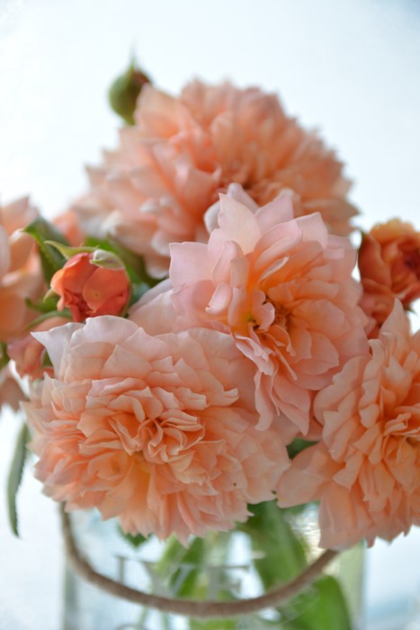 �Х��ġ����ġۥޥ꡼�륤�����ɥ����᡼ ���� 6��ȭ�����ʡ����ӿ建�� ��Ͽ�ʼ�ϡ�Kb-JAN��