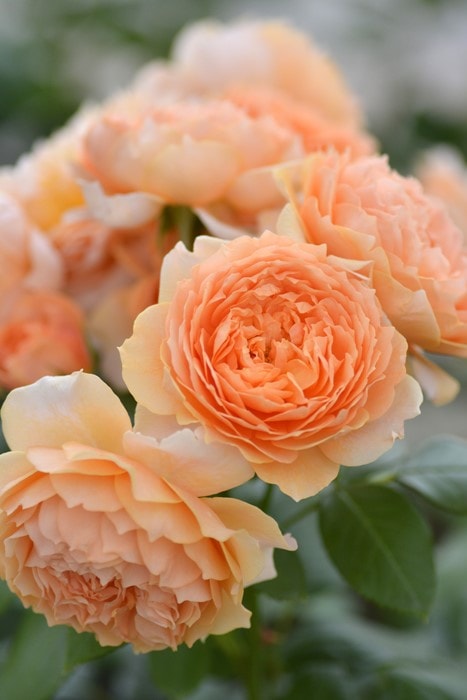 �Х��ġ����ġۥޥ꡼�륤�����ɥ����᡼ ���� 6��ȭ�����ʡ����ӿ建�� ��Ͽ�ʼ�ϡ�Kb-JAN��