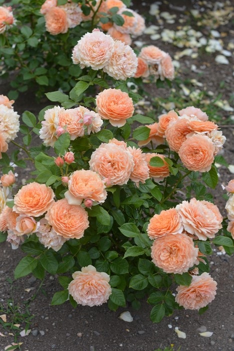 �Х��ġ����ġۥޥ꡼�륤�����ɥ����᡼ ���� 6��ȭ�����ʡ����ӿ建�� ��Ͽ�ʼ�ϡ�Kb-JAN��