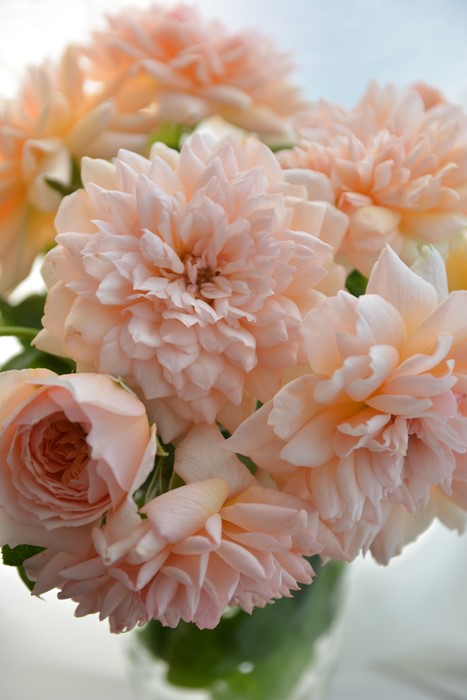 �Х��ġ����ġۥޥ꡼�륤�����ɥ����᡼ ���� 6��ȭ�����ʡ����ӿ建�� ��Ͽ�ʼ�ϡ�Kb-JAN��