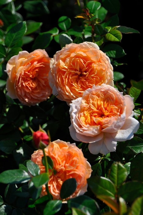 �Х��ġ����ġۥޥ꡼�륤�����ɥ����᡼ ���� 6��ȭ�����ʡ����ӿ建�� ��Ͽ�ʼ�ϡ�Kb-JAN��