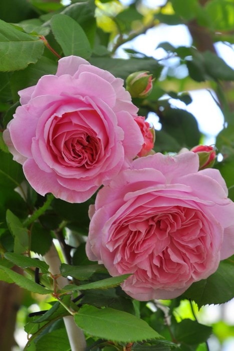 ���ߵ����ġۥХ��� �ޥ꡼�إ�ꥨ�å� ���� 6��ȭ�����ʡ����ӿ建�� ��Ͽ�ʼ�ϡ�J-IRM3�ա�1120�����