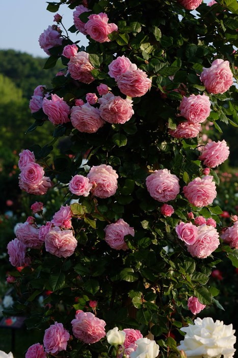 ���ߵ����ġۥХ��� �ޥ꡼�إ�ꥨ�å� ���� 6��ȭ�����ʡ����ӿ建�� ��Ͽ�ʼ�ϡ�J-IRM3�ա�1120�����