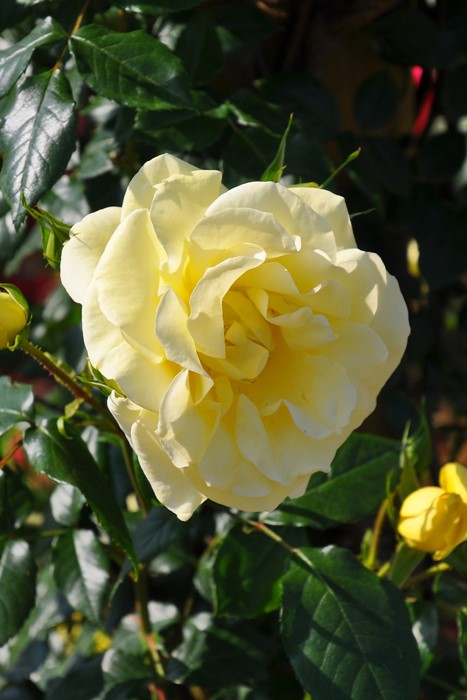 Хġġۥߥʡ  6ȭʡӿ建 ʼϿдϡIR-IRO3