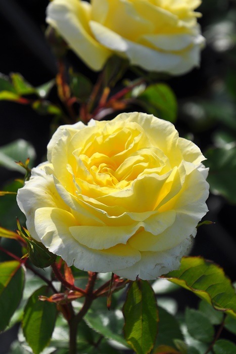 Хġġۥߥʡ  6ȭʡӿ建 ʼϿдϡIR-IRO3