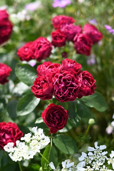 �Х��ġ����ġۥݥ� ���� 6��ȭ�����ʡ����ӿ建�� �ʼ���Ͽ�д���ϡ�Kb-RM��