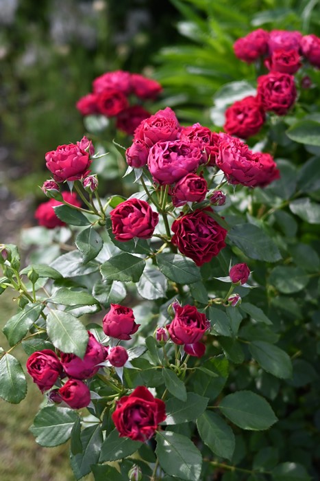 �Х��ġ����ġۥݥ� ���� 6��ȭ�����ʡ����ӿ建�� �ʼ���Ͽ�д���ϡ�Kb-RM��