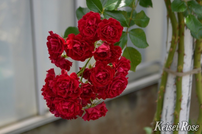 Хġġۥॾ󥷥륨å  6ȭʡӿ建 ʼϿдϡIR-IRO32025տʼ