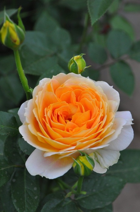 Хġġۥ륢ƥ  6ȭʡӿ建 ϿʼϡIR-IRO3