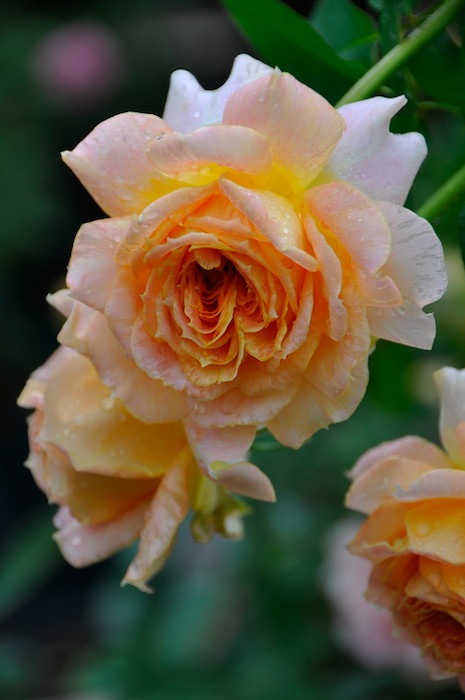 Хġġۥ륢ƥ  6ȭʡӿ建 ϿʼϡIR-IRO3