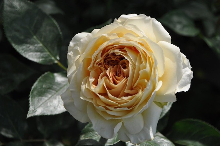 Хġġۥ륢ƥ  6ȭʡӿ建 ϿʼϡIR-IRO3