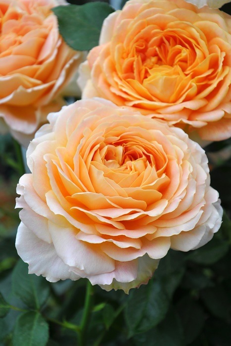 Хġġۥ륢ƥ  6ȭʡӿ建 ϿʼϡIR-IRO3