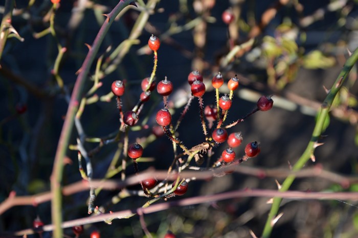 ġۥХ ߤΡڰ  6ȭʡJ-CL20