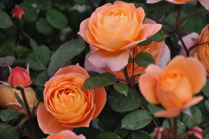 �����ġۥХ��� ��ǥ����ޥϥߥ�ȥ� ͢���� 7��ȭ�����ʡ����ӿ建�� ��Ͽ�ʼ�ϡ�ER-Y��