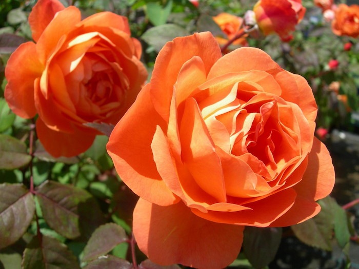 �����ġۥХ��� ��ǥ����ޥϥߥ�ȥ� ͢���� 7��ȭ�����ʡ����ӿ建�� ��Ͽ�ʼ�ϡ�ER-Y��