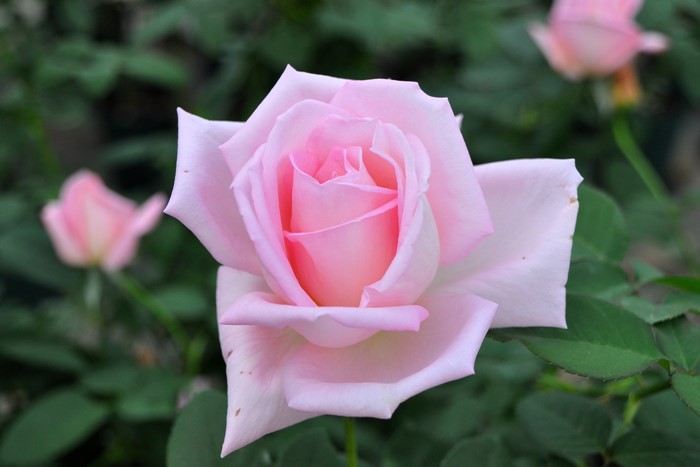 大苗 バラ苗 つるコンフィダンス Cl桃 国産苗 6号鉢植え品 J Cl 系統で選ぶバラ つるバラ 大苗 バラの家 公式本店 ロサオリエンティス