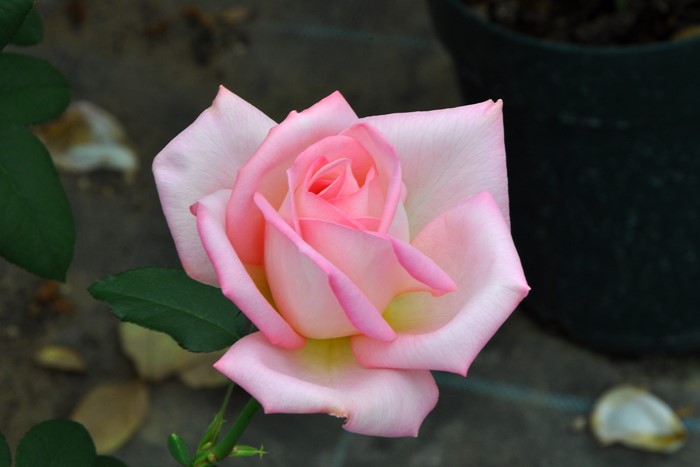 大苗 バラ苗 つるコンフィダンス Cl桃 国産苗 6号鉢植え品 J Cl 系統で選ぶバラ つるバラ 大苗 バラの家 公式本店 ロサオリエンティス