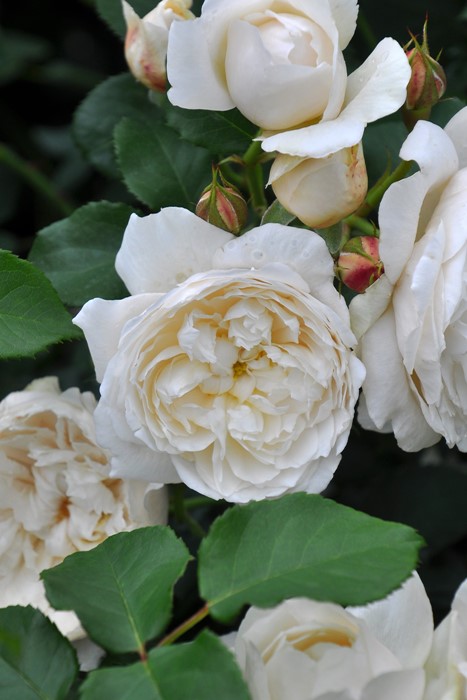 ġۥХ ꥢॢɥ㥵 ͢ 7ȭʡӿ建 ϿʼϡER-Y