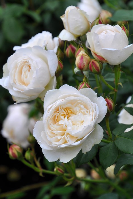 ġۥХ ꥢॢɥ㥵 ͢ 7ȭʡӿ建 ϿʼϡER-Y