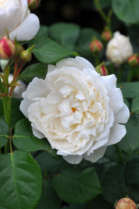 ġۥХ ꥢॢɥ㥵 ͢ 7ȭʡӿ建 ϿʼϡER-Y